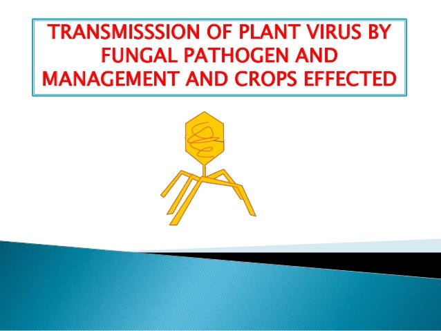 plant virus transmission through the fungal vectors