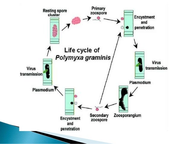 plant virus transmission through the fungal vectors