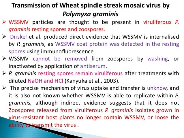 plant virus transmission through the fungal vectors