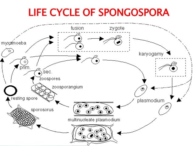 plant virus transmission through the fungal vectors