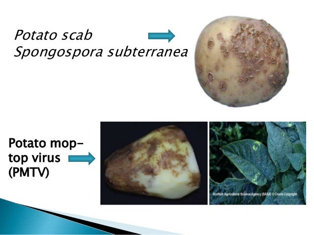 plant virus transmission through the fungal vectors