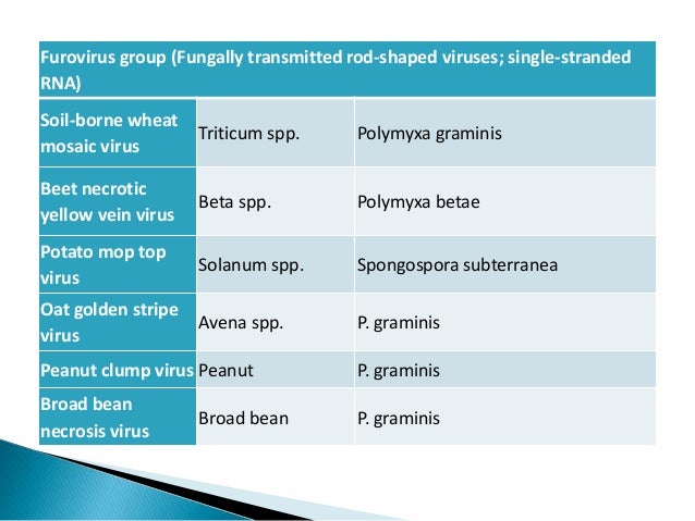 plant virus transmission through the fungal vectors