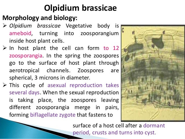 plant virus transmission through the fungal vectors