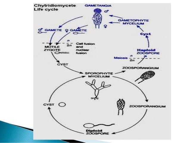 plant virus transmission through the fungal vectors