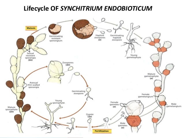 plant virus transmission through the fungal vectors