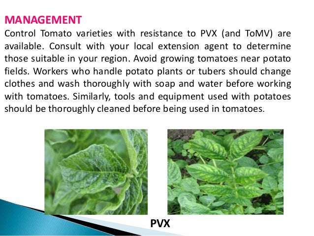 plant virus transmission through the fungal vectors