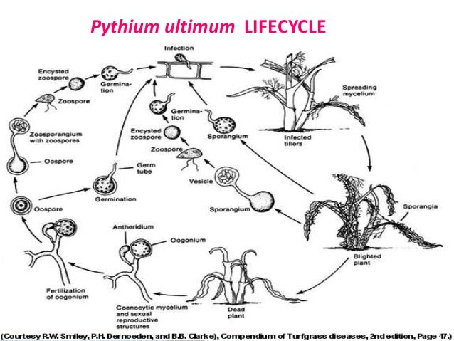 plant virus transmission through the fungal vectors