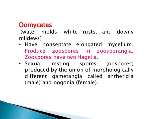 plant virus transmission through the fungal vectors