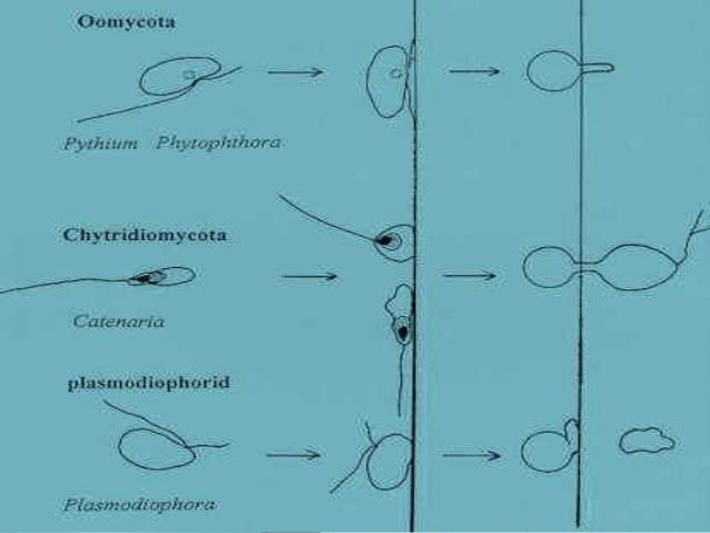 plant virus transmission through the fungal vectors
