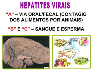 “A” – VIA ORAL/FECAL (CONTÁGIO
DOS ALIMENTOS POR ANIMAIS)
“B” E “C” – SANGUE E ESPERMA
 