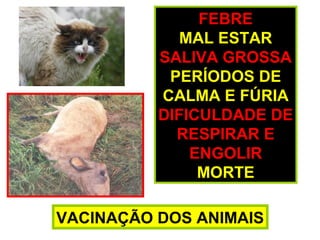 FEBRE
MAL ESTAR
SALIVA GROSSA
PERÍODOS DE
CALMA E FÚRIA
DIFICULDADE DE
RESPIRAR E
ENGOLIR
MORTE
VACINAÇÃO DOS ANIMAIS
 