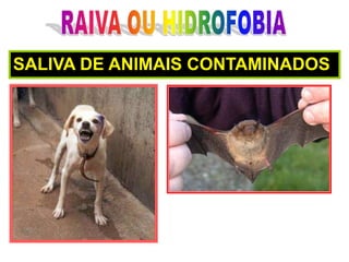 RAIVA OU HIDROFOBIASALIVA DE ANIMAIS CONTAMINADOS