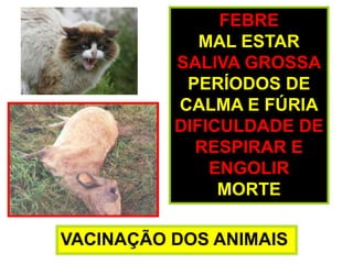 FEBREMAL ESTARSALIVA GROSSAPERÍODOS DECALMA E FÚRIADIFICULDADE DERESPIRAREENGOLIRMORTEVACINAÇÃO DOS ANIMAIS