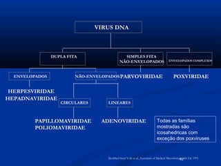 10
HERPESVIRIDAE
HEPADNAVIRIDAE
ENVELOPADOS
PAPILLOMAVIRIDAE
POLIOMAVIRIDAE
CIRCULARES
ADENOVIRIDAE
LINEARES
NÃO-ENVELOPADOS
DUPLA FITA
PARVOVIRIDAE
SIMPLES FITA
NÃO-ENVELOPADOS
POXVIRIDAE
ENVELOPADOS COMPLEXOS
VIRUS DNA
Modified from Volk et al., Essentials of Medical Microbiology, 4th Ed. 1991
Todas as famílias
mostradas são
icosahedricas com
exceção dos poxviruses
 