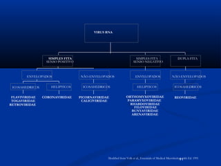 11
FLAVIVIRIDAE
TOGAVIRIDAE
RETROVIRIDAE
ICOSAHEDRICOS
CORONAVIRIDAE
HELIPTICOS
ENVELOPADOS
ICOSAHEDRICOS
PICORNAVIRIDAE
CALICIVIRIDAE
NÃO-ENVELOPADOS
SIMPLES FITA
SENSO POSITIVO
BUNYAVIRIDAE
ARENAVIRIDAE
ORTHOMYXOVIRIDAE
PARAMYXOVIRIDAE
RHABDOVIRIDAE
FILOVIRIDAE
SIMPLES FITA
SENSO NEGATIVO
REOVIRIDAE
DUPLA-FITA
VIRUS RNA
ENVELOPADOS
HELIPTICOS ICOSAHEDRICOS
NÃO-ENVELOPADOS
Modified from Volk et al., Essentials of Medical Microbiology, 4th Ed. 1991
 