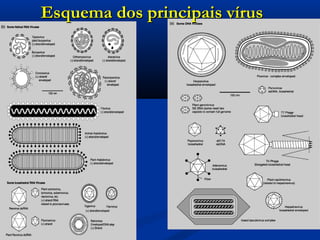 Esquema dos principais vírusEsquema dos principais vírus
 