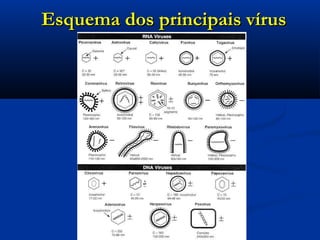 Esquema dos principais vírusEsquema dos principais vírus
 