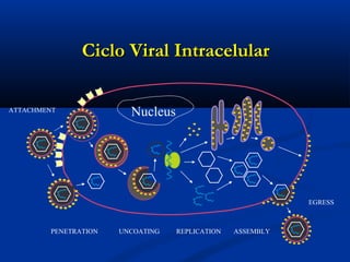 Ciclo Viral IntracelularCiclo Viral Intracelular
NucleusATTACHMENT
PENETRATION UNCOATING REPLICATION ASSEMBLY
EGRESS
 