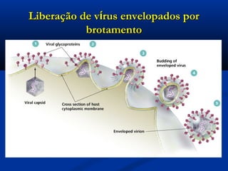 LiberaçLiberação de vão de víírus envelopados porrus envelopados por
brotamentobrotamento
 