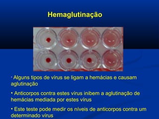 Hemaglutinação
• Alguns tipos de vírus se ligam a hemácias e causam
aglutinação
• Anticorpos contra estes vírus inibem a aglutinação de
hemácias mediada por estes vírus
• Este teste pode medir os níveis de anticorpos contra um
determinado vírus
 