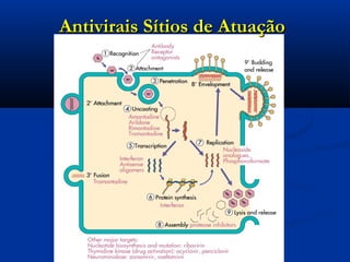 Antivirais Sítios de AtuaçãoAntivirais Sítios de Atuação
 