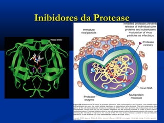 Inibidores da ProteaseInibidores da Protease
 