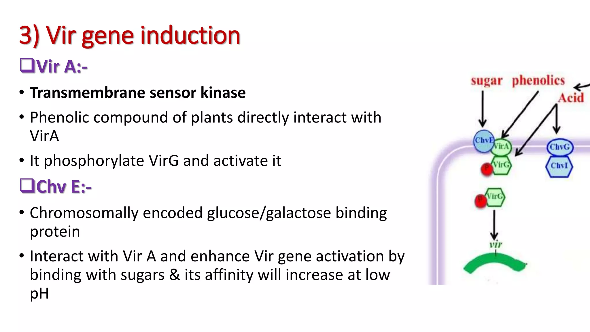 3) Vir gene induction
Vir A:-
• Transmembrane sensor kinase
• Phenolic compound of plants directly interact with
VirA
• It phosphorylate VirG and activate it
Chv E:-
• Chromosomally encoded glucose/galactose binding
protein
• Interact with Vir A and enhance Vir gene activation by
binding with sugars & its affinity will increase at low
pH
 