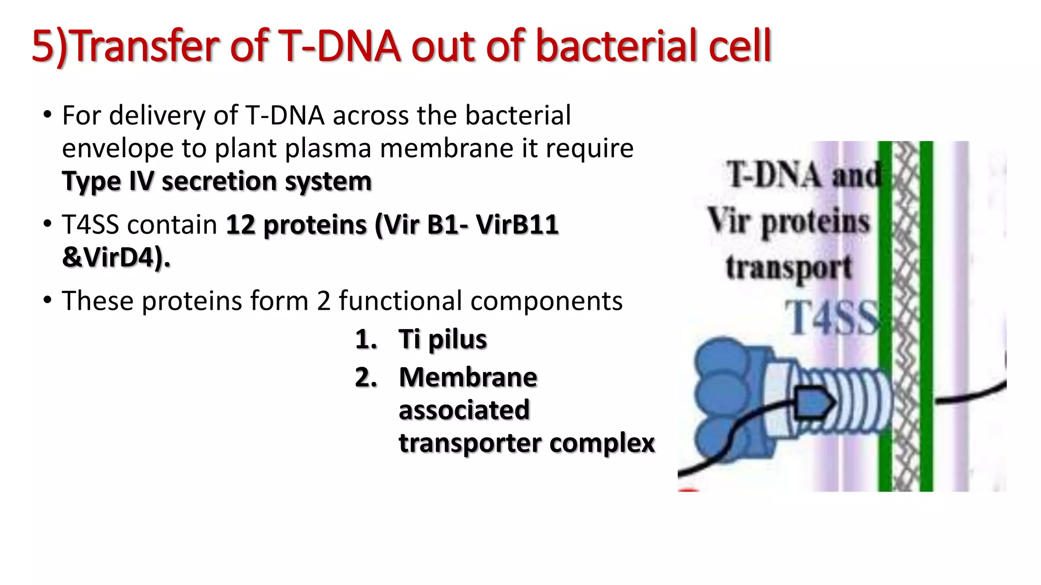 5)Transfer of T-DNA out of bacterial cell
• For delivery of T-DNA across the bacterial
envelope to plant plasma membrane it require
Type IV secretion system
• T4SS contain 12 proteins (Vir B1- VirB11
&VirD4).
• These proteins form 2 functional components
1. Ti pilus
2. Membrane
associated
transporter complex
 