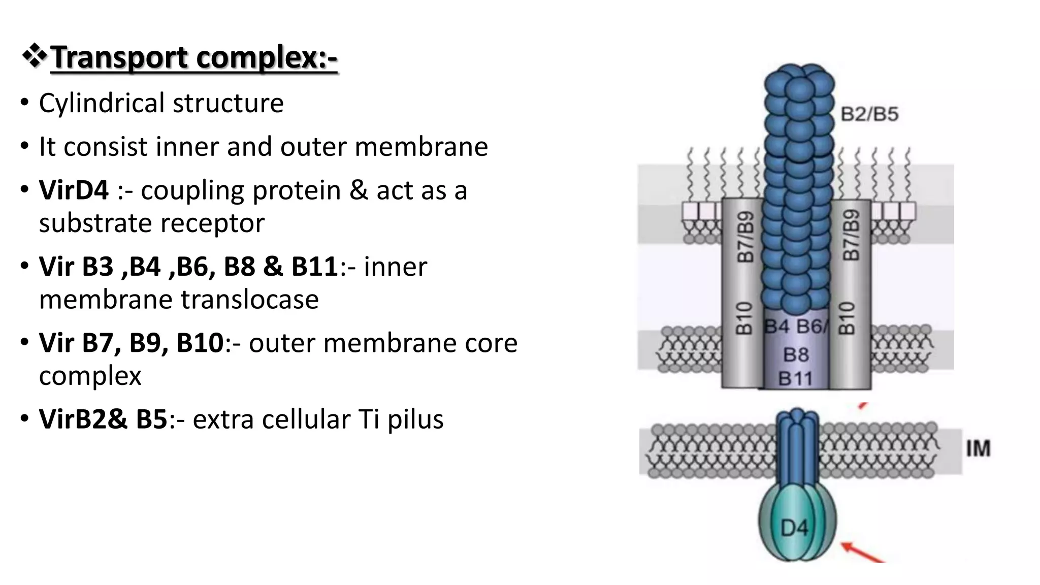 Transport complex:-
• Cylindrical structure
• It consist inner and outer membrane
• VirD4 :- coupling protein & act as a
substrate receptor
• Vir B3 ,B4 ,B6, B8 & B11:- inner
membrane translocase
• Vir B7, B9, B10:- outer membrane core
complex
• VirB2& B5:- extra cellular Ti pilus
 