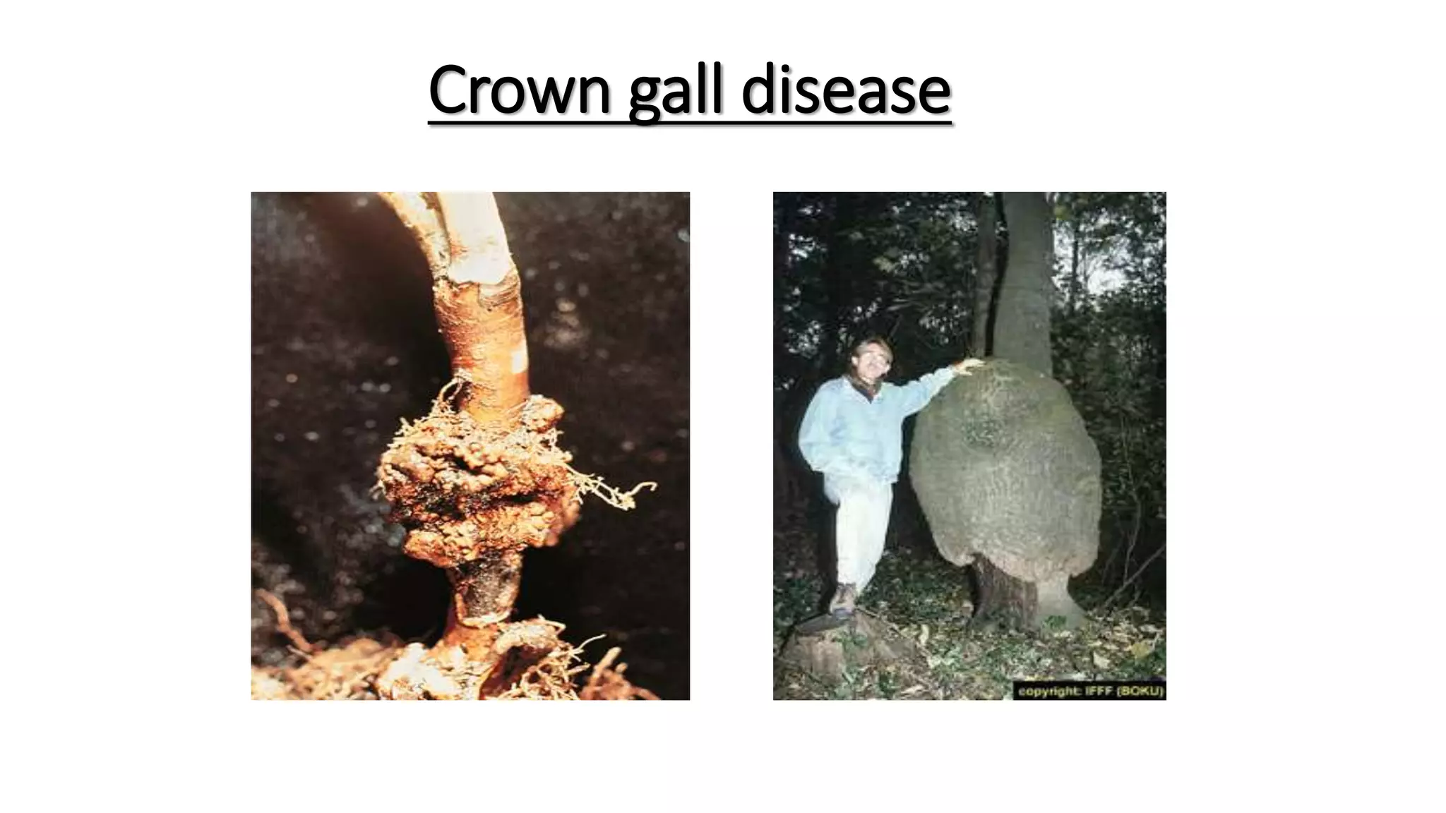 Crown gall disease
 