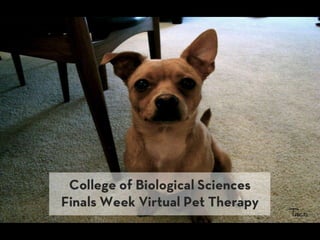 CBS Finals Week Virtual Pet Therapy