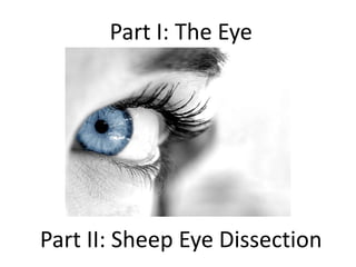 Part I: The Eye
Part II: Sheep Eye Dissection
 