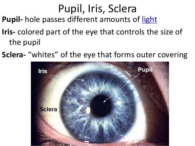 The Eye 2014 spinal cord diagram to label 
