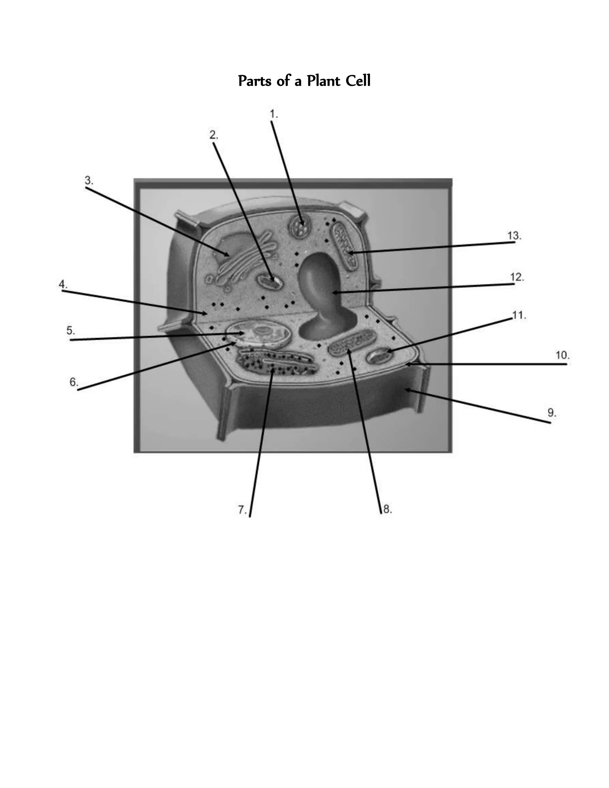 Parts of a Plant Cell