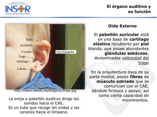 El órgano auditivo y
su función
Oído Externo
http://www.catedu.es/biogeo3/oreja.jpg
El pabellón auricular está
en una base de cartílago
elástico recubierto por piel
blanda, que posee abundantes
glándulas sebáceas,
denominadas vellosidad del
trago
En la arquitectura ósea de su
parte medial, posee fibras de
músculo estriado que se
comunican con el CAE,
dándole firmeza y apoyo; así
como cierta capacidad de
movimientos.La oreja o pabellón auditivo dirige los
sonidos hacia el CAE.
Es un tubo que recoge las ondas y las
canaliza hacia el tímpano.
 