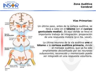 Zona Auditiva
Cerebral
Vías Primarias:
Un último paso, antes de la corteza auditiva, se
lleva a cabo en el tálamo (en el cuerpo
geniculado medial). Es aquí donde se lleva el
importante trabajo de integración: preparación
de una respuesta motora (p:e rta. vocal).
La última neurona de la vía auditiva une el
tálamo a la corteza auditiva primaria, donde
el mensaje auditivo, que ya ha sido
ampliamente decodificado por las neuronas
subyacentes, reconocido y memorizado puede
ser integrado en una respuesta voluntaria.
 