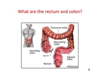 What are the rectum and colon?

3

 