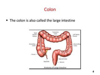 Colon
 The colon is also called the large intestine

4

 