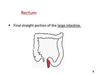 Rectum
 Final straight portion of the large intestine.

5

 