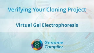 Verifying Your Cloning Project
Virtual Gel Electrophoresis
 