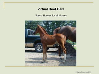 Virtual Hoof Care
Sound Hooves for all Horses




                              © EquineSoundness2007
 