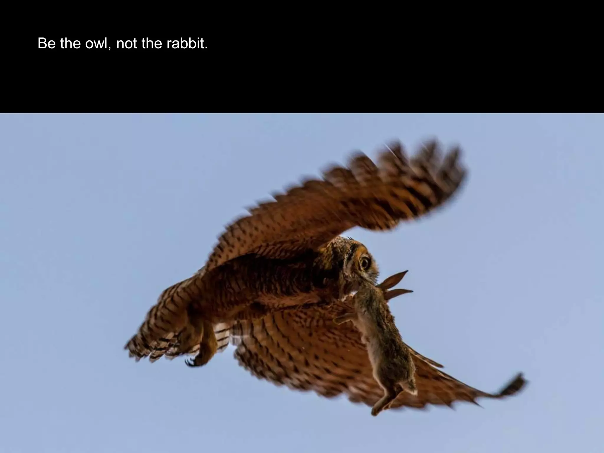 Be the owl, not the rabbit.