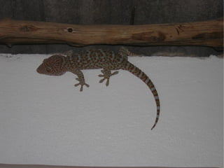 Virtualisierung 2008/2009 - eine Standorbestimmung