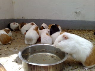 Virtualisierung 2008/2009 - eine Standorbestimmung