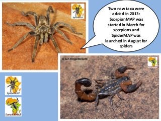 Two new taxa were
added in 2013:
ScorpionMAP was
started in March for
scorpions and
SpiderMAP was
launched in August for
s...