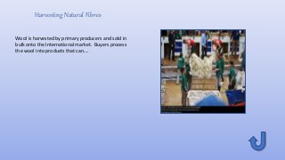 Harvesting Natural Fibres
Wool is harvested by primary producers and sold in
bulk onto the International market. Buyers process
the wool into products that can….
 