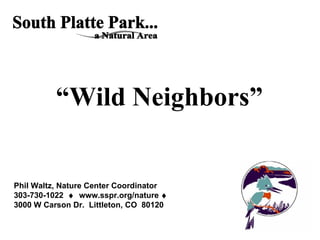 “ Wild Neighbors” Phil Waltz, Nature Center Coordinator 303-730-1022     www.sspr.org/nature     3000 W Carson Dr.  Littleton, CO  80120 South Platte Park... a Natural Area 