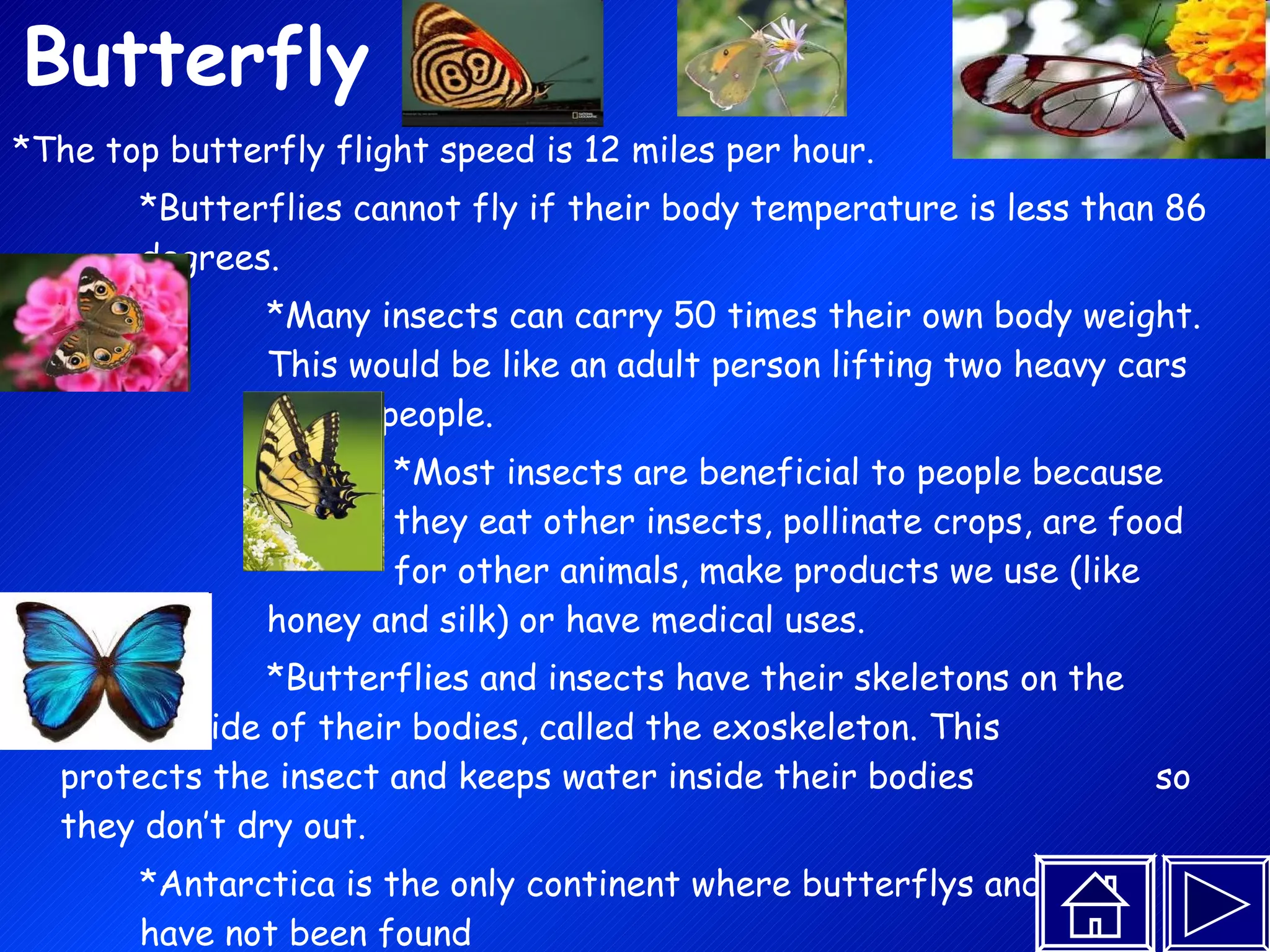 Butterfly *The top butterfly flight speed is 12 miles per hour.  *Butterflies cannot fly if their body temperature is less than 86  degrees.  *Many insects can carry 50 times their own body weight.  This would be like an adult person lifting two heavy cars  full of people.  *Most insects are beneficial to people because  they eat other insects, pollinate crops, are food  for other animals, make products we use (like  honey and silk) or have medical uses.  *Butterflies and insects have their skeletons on the  outside of their bodies, called the exoskeleton. This  protects the insect and keeps water inside their bodies  so they don’t dry out.  *Antarctica is the only continent where butterflys and moths  have not been found *The original name for the butterfly was the ‘flutterby.’ 