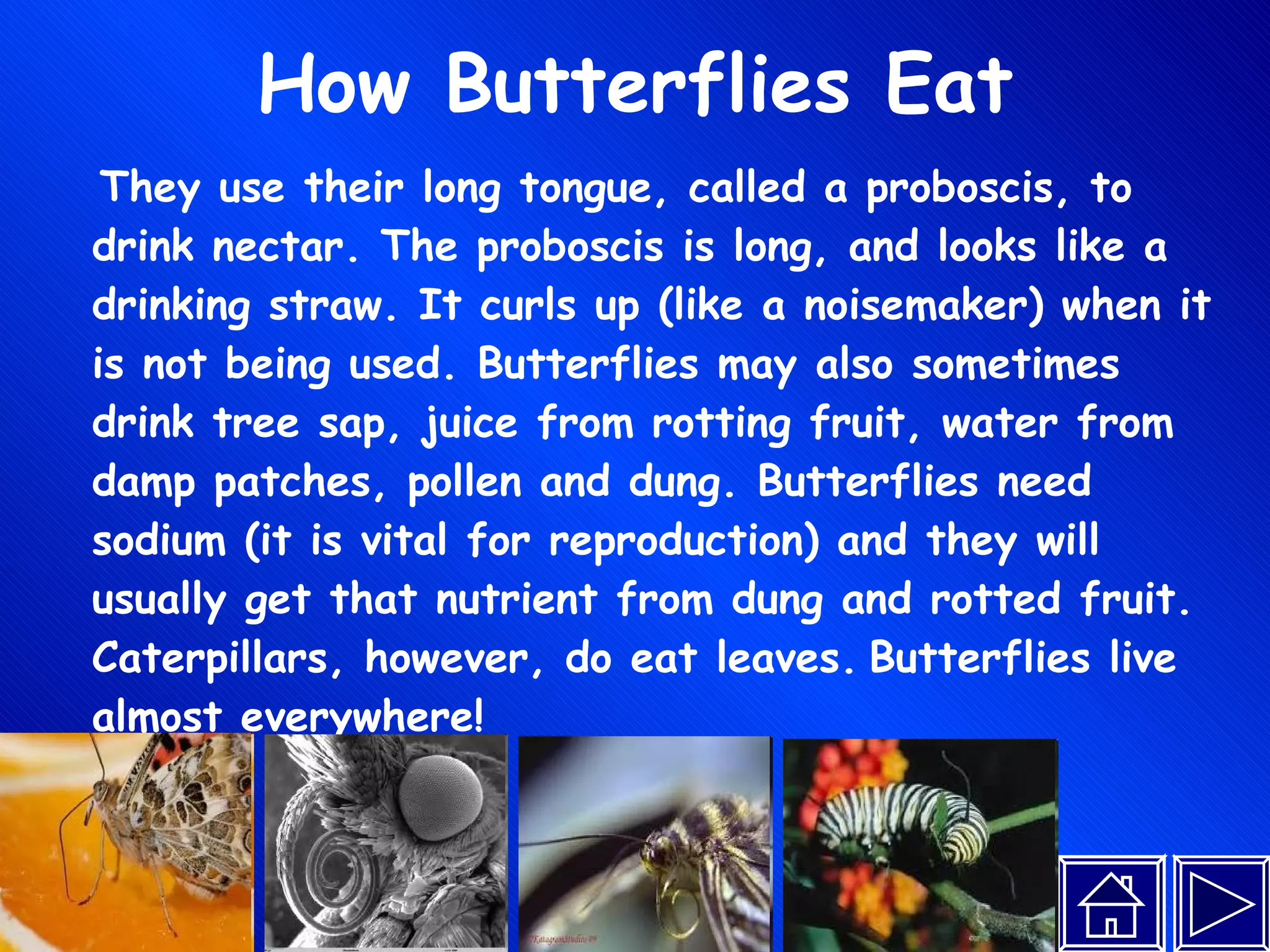 How Butterflies Eat They use their long tongue, called a proboscis, to drink nectar. The proboscis is long, and looks like a drinking straw. It curls up (like a noisemaker) when it is not being used. Butterflies may also sometimes drink tree sap, juice from rotting fruit, water from damp patches, pollen and dung. Butterflies need sodium (it is vital for reproduction) and they will usually get that nutrient from dung and rotted fruit. Caterpillars, however, do eat leaves.   Butterflies live almost everywhere! 