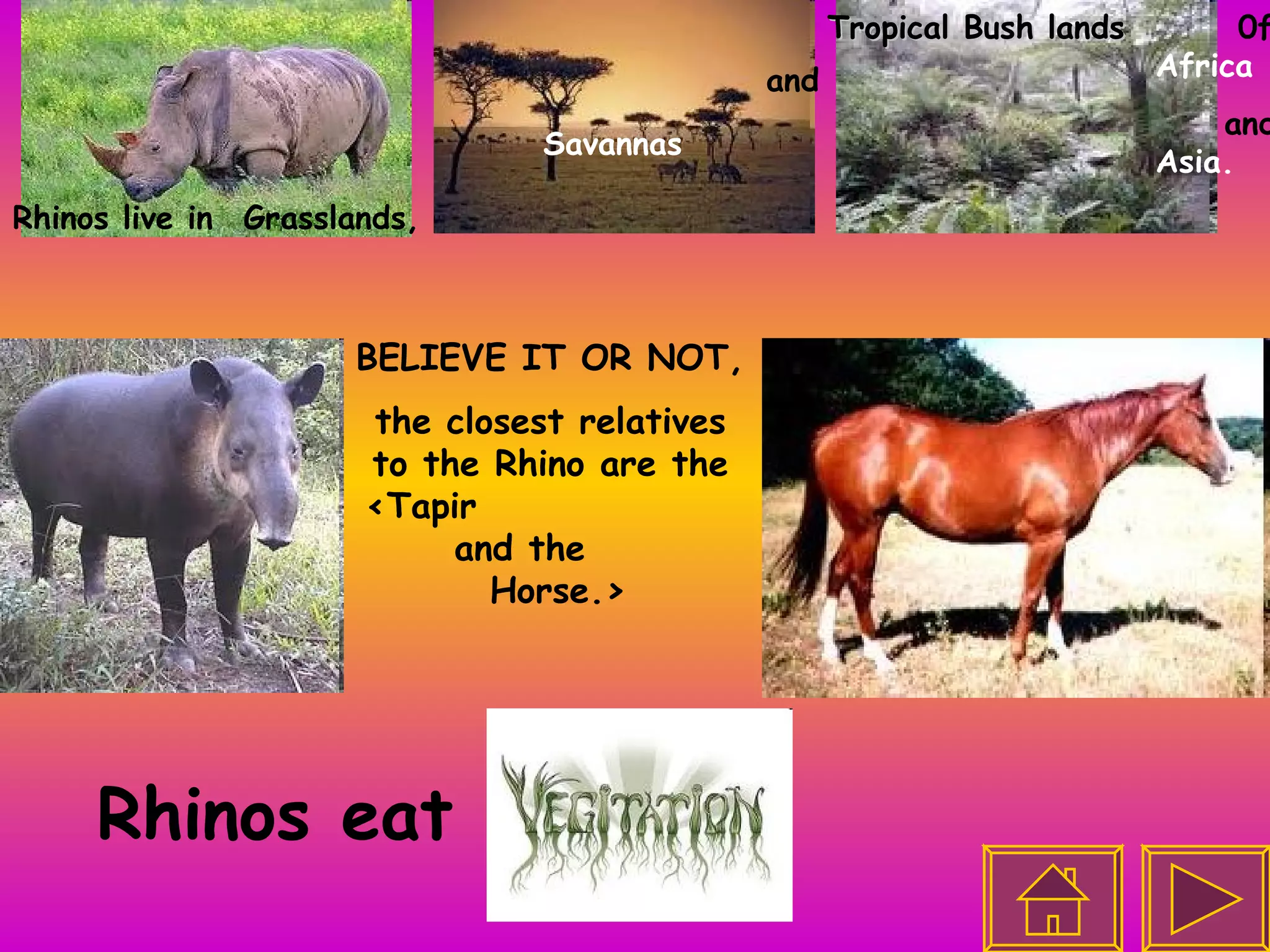 Rhinos live in  Grasslands,  Savannas Tropical Bush lands 0f  Africa and  Asia. and BELIEVE IT OR NOT, the closest relatives to the Rhino are the <Tapir  and the  Horse.> Rhinos eat 
